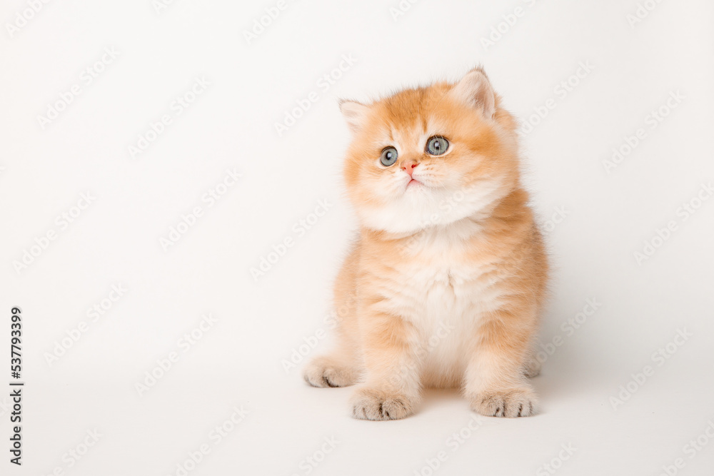 Obraz premium cute red cat on a white background