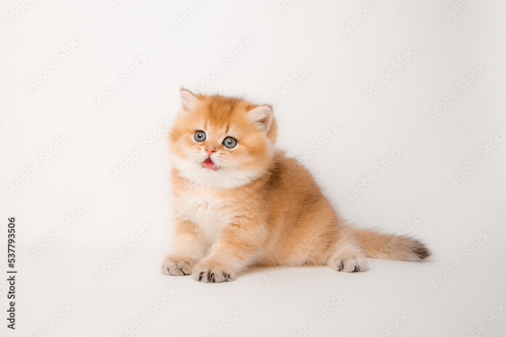 cute red cat on a white background