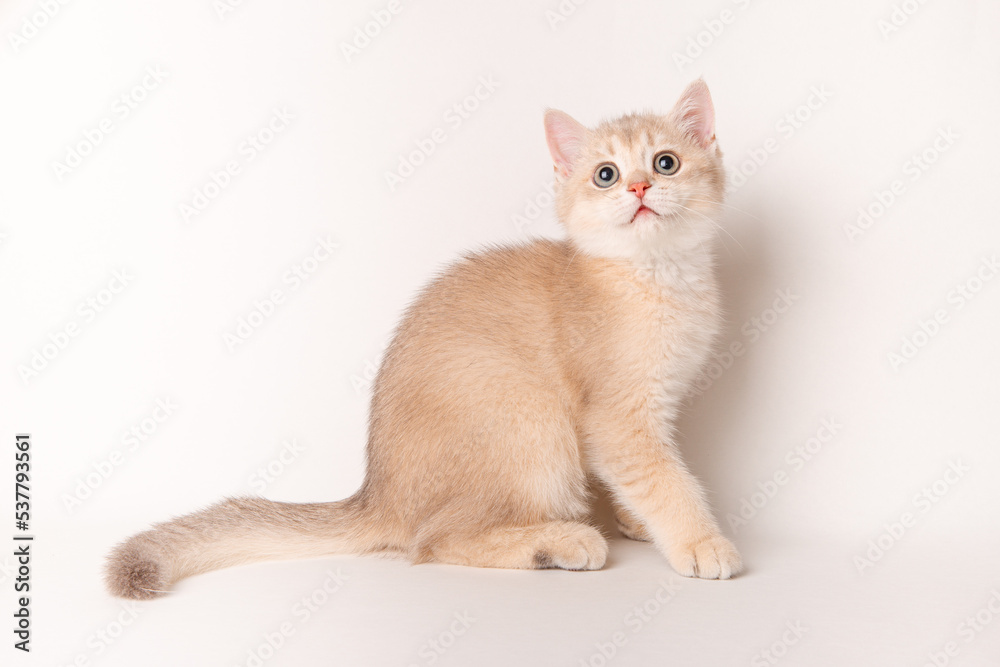 cute red cat on a white background