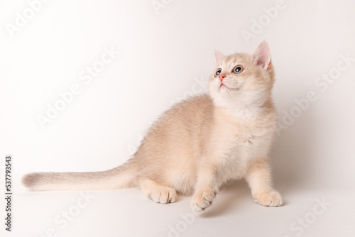 cute red cat on a white background