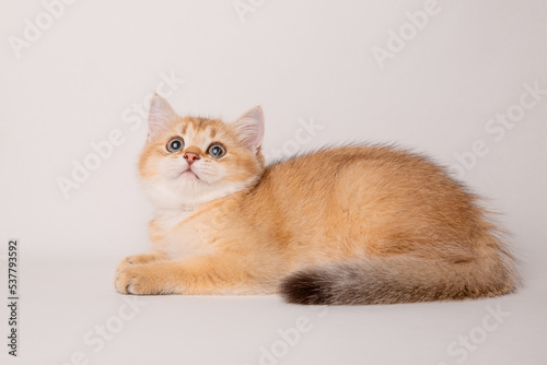 cute red cat on a white background © Olesya Pogosskaya