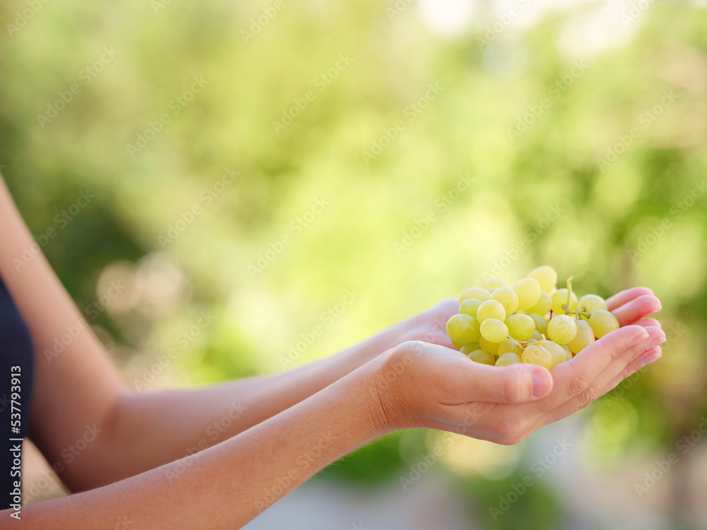 Vineyard Harvest in autumn season. Crop and juice, Woman holding Organic green grapes, concept wine. outdoor Vineyard Harvest in autumn season. Crop and juice, Woman holding Organic green grapes, concept wine. outdoor