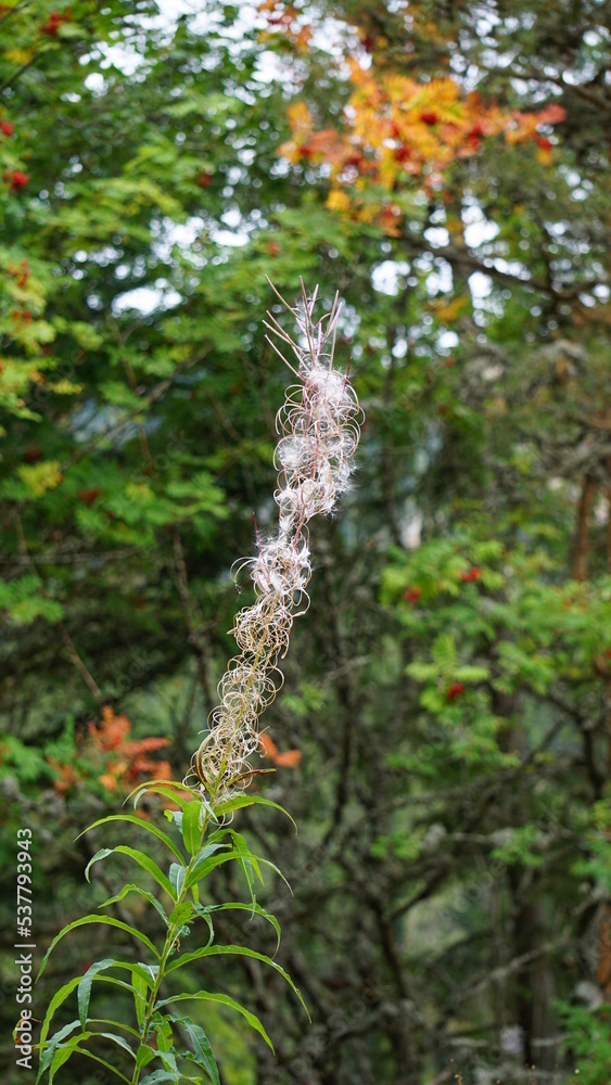 a white plant on the hiking trail next to the beautiful Lac Noir in the Vosges in the Departement Haut-Rhin of the region Grand Est Alsace in France in the month of September 2022 a white plant on the hiking trail next to the beautiful Lac Noir in the Vosges in the Departement Haut-Rhin of the region Grand Est Alsace in France in the month of September 2022