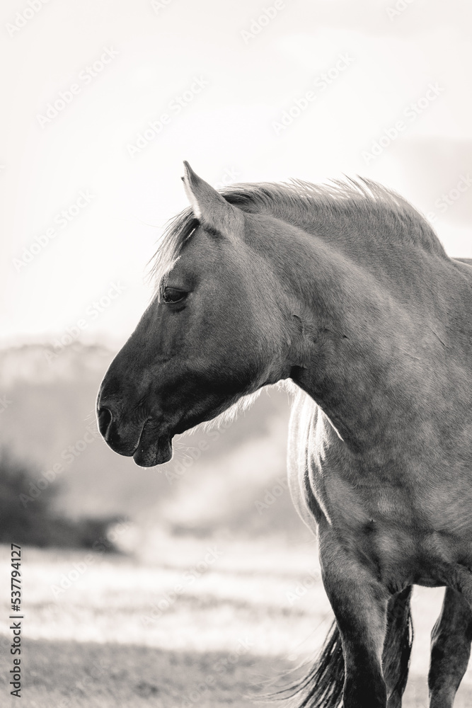 Obraz premium Wild horses in the fields in Wassenaar The Netherlands.