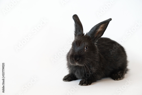 One little black rabbit isolated on a white background. Hare is a symbol of 2023 year by a Chinese calendar. Cute fun pet. Holiday gift for Christmas, New Year or Easter. Copy space. Banner