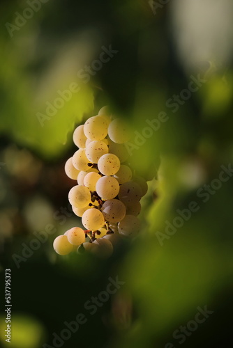 Weintraube Riesling