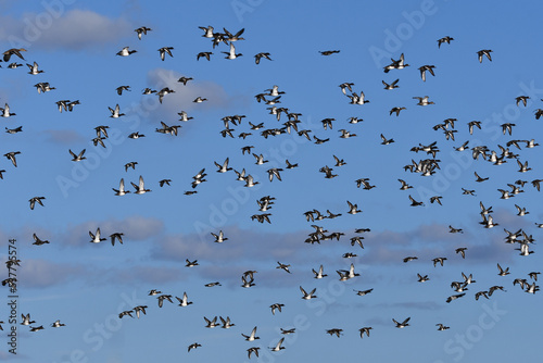 Fall Scene of a mix flock of duck species in flight along waterfront of lake