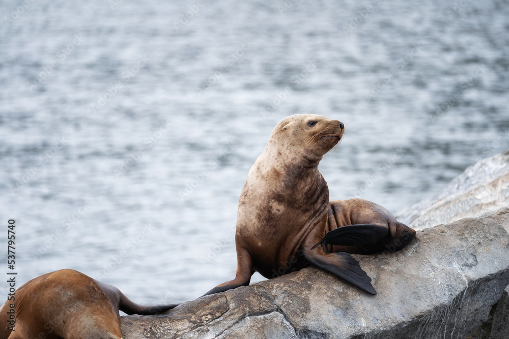 Fototapeta premium Sea lion on the beach in Galapagos Islands
