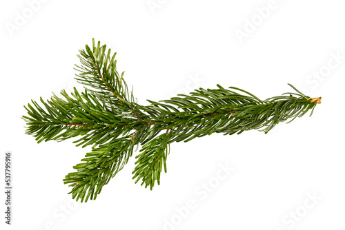 Branch of Nordmann Fir Christmas Tree. Green pine  spruce branch with needles. Isolated on white background. Close up top view