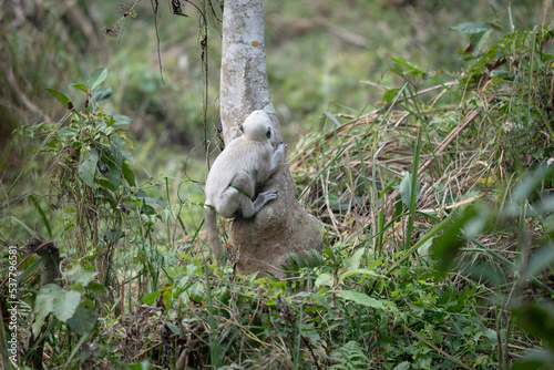Fototapeta Naklejka Na Ścianę i Meble -  Baby Gray Langur on a Tree
