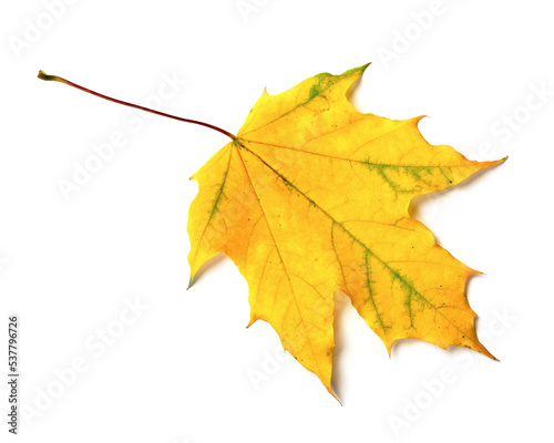 Yellow maple leaf isolated on white.