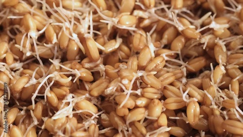 Wheat sprouts. Healthy protein-rich kollu vegan food. Table spin. photo