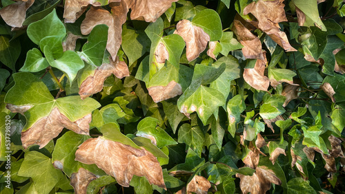 Fotografi Sunburnt ivy leaves. Sunburned plant.