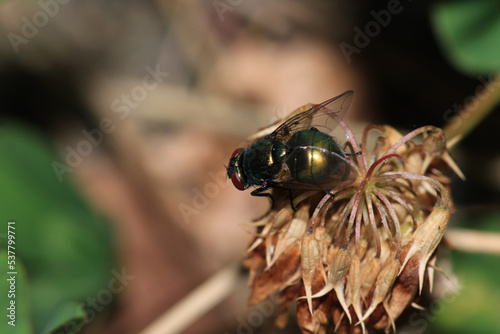 calliphora vicina fly macro photo photo