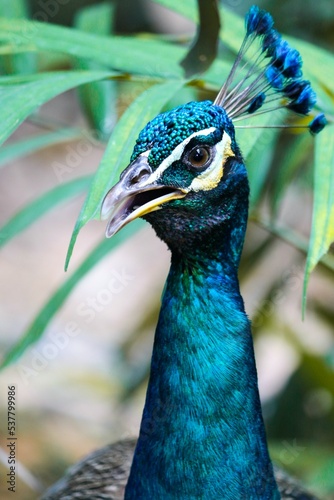 close up of peacock