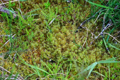 Lullymore, co. Kildare, Ireland, 07-11-2019. Sphagnum moss on the Bog of Allen. Sphagnum transfer restoration has been successfully applied here.
