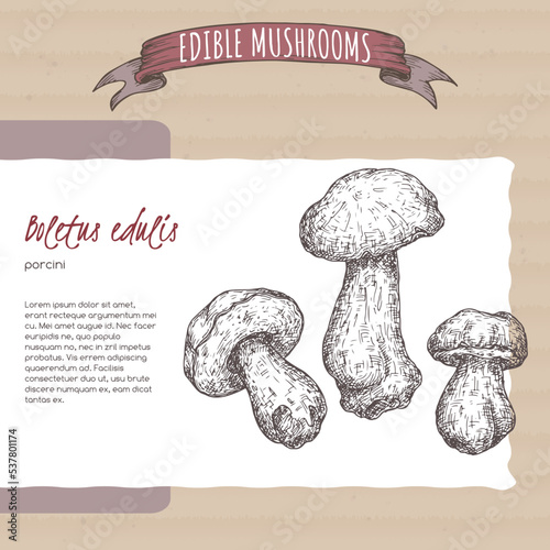 Boletus edulis aka porcini mushroom sketch on cardboard background. Edible mushrooms series.