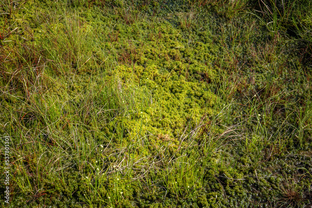 Lullymore, co. Kildare, Ireland, 07-11-2019. Sphagnum moss on the Bog of Allen. Sphagnum transfer restoration has been successfully applied here. Lullymore, co. Kildare, Ireland, 07-11-2019. Sphagnum moss on the Bog of Allen. Sphagnum transfer restoration has been successfully applied here.