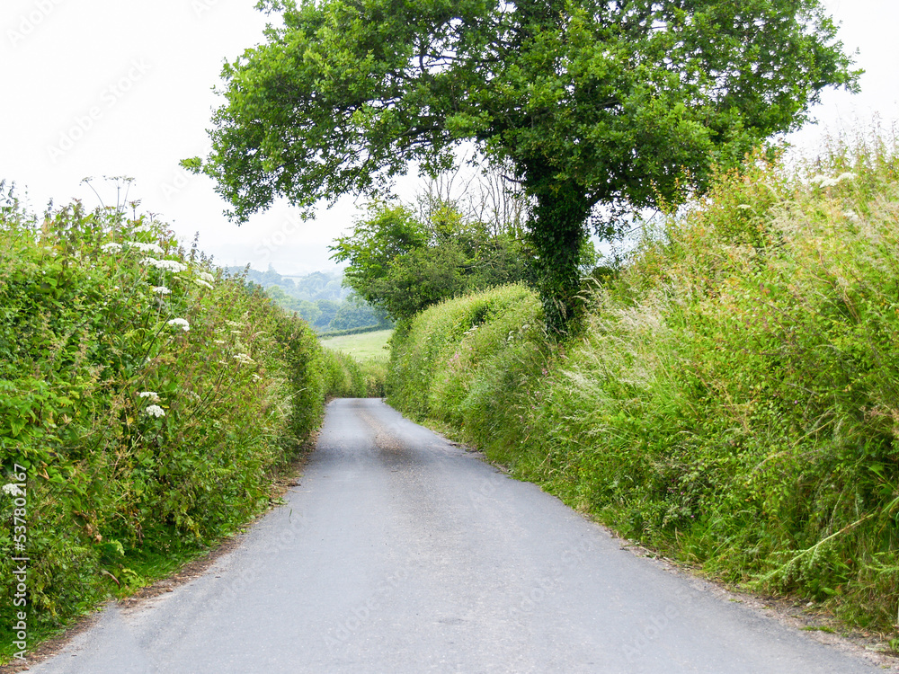 Narrow typically overgrown edges along English country road