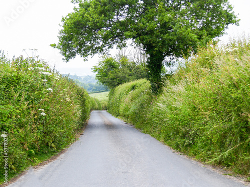 Narrow typically overgrown edges along English country road © Brian Scantlebury