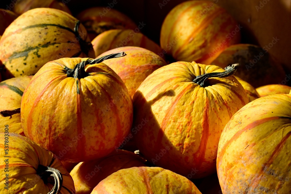 Obraz premium Closeup of a heap of 'Fireball' pumpkins, Cucurbita maxima. Excellent for pumpkin pies.