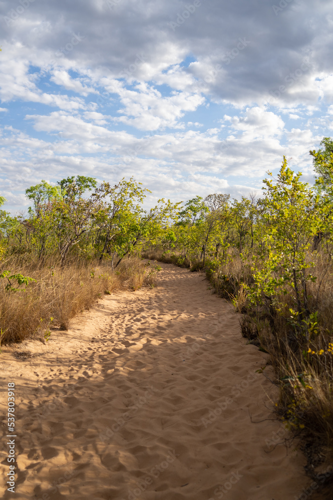 sand path in the middle of nature sand path in the middle of nature