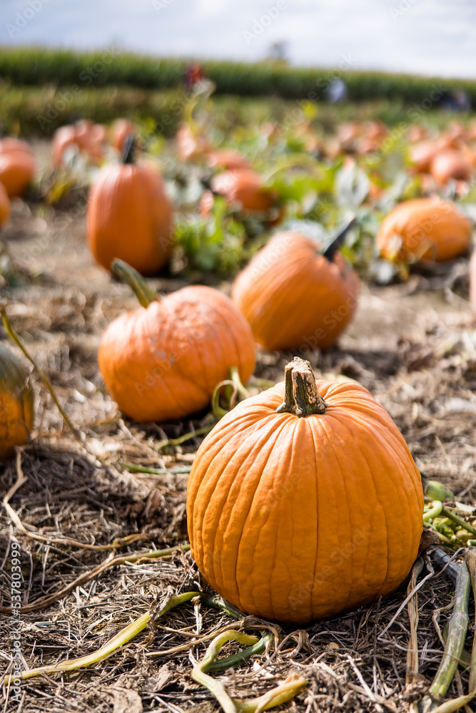 Pumpkin Patch with Large Orange Pumpkins and Vines Pumpkin Patch with Large Orange Pumpkins and Vines