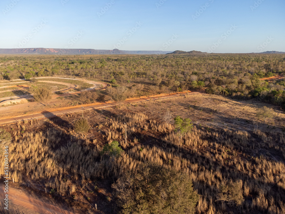 Naklejka premium undergrowth of the brazilian savannah