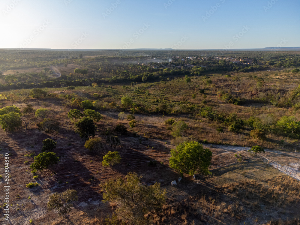 amazing panoramic view of brazilian forest savanna with undergrowth