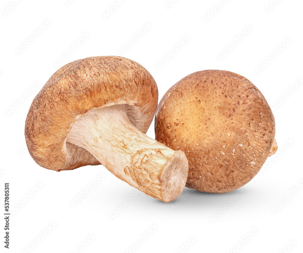 Fresh Shiitake mushroom isolated on transparent background (.PNG) Fresh Shiitake mushroom isolated on transparent background (.PNG)