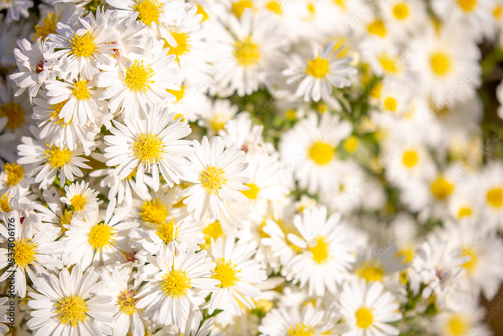 White flowers close up. Bouquet of light daisy flowers. City flower beds, a beautiful and well-groomed garden with flowering bushes. White flowers close up. Bouquet of light daisy flowers. City flower beds, a beautiful and well-groomed garden with flowering bushes.