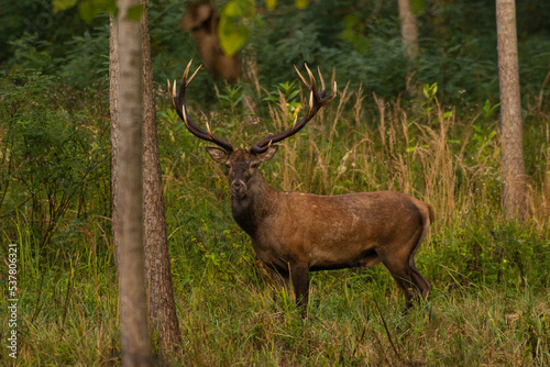 Deer on the meadow in the autumn forest