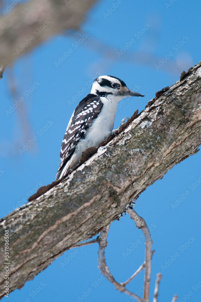 Fototapeta premium Hairy Woodpecker climbing along a tree branch