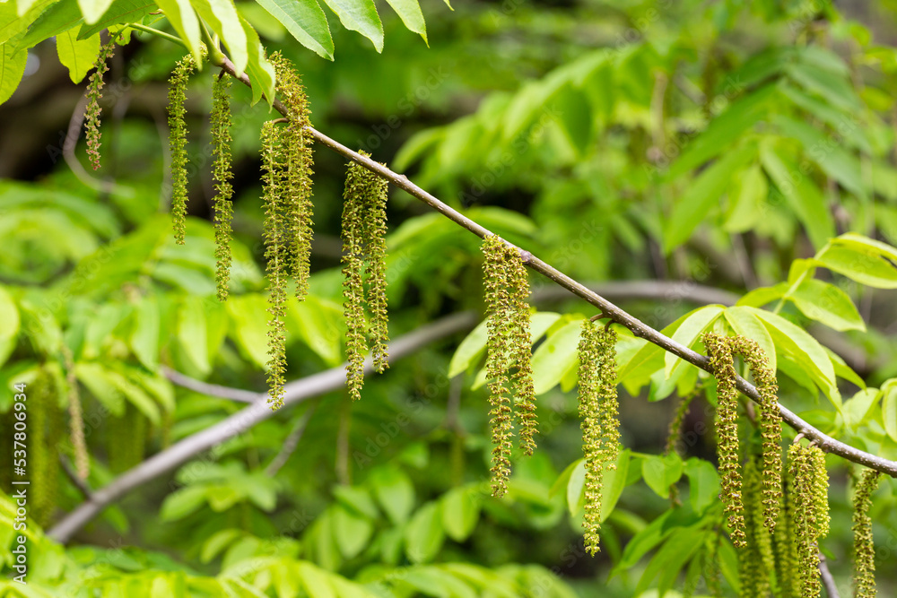 The branch of Manchurian nut-tree Juglans mandshurica with catkins. natural spring background