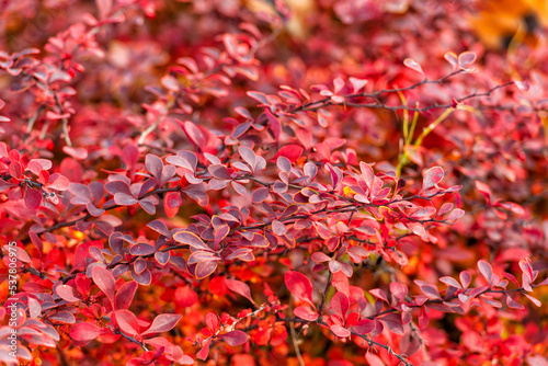 barberry plant bush with red leaves in fall