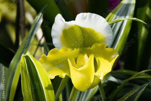 Yellow pitcher plant in the sunshine photo