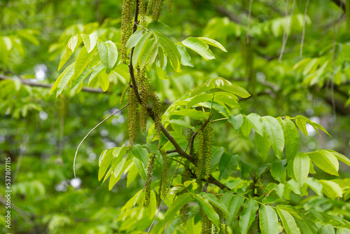 The branch of Manchurian nut-tree Juglans mandshurica with catkins. natural spring background