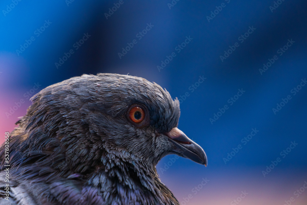 Obraz premium Pigeon close up in a city centre