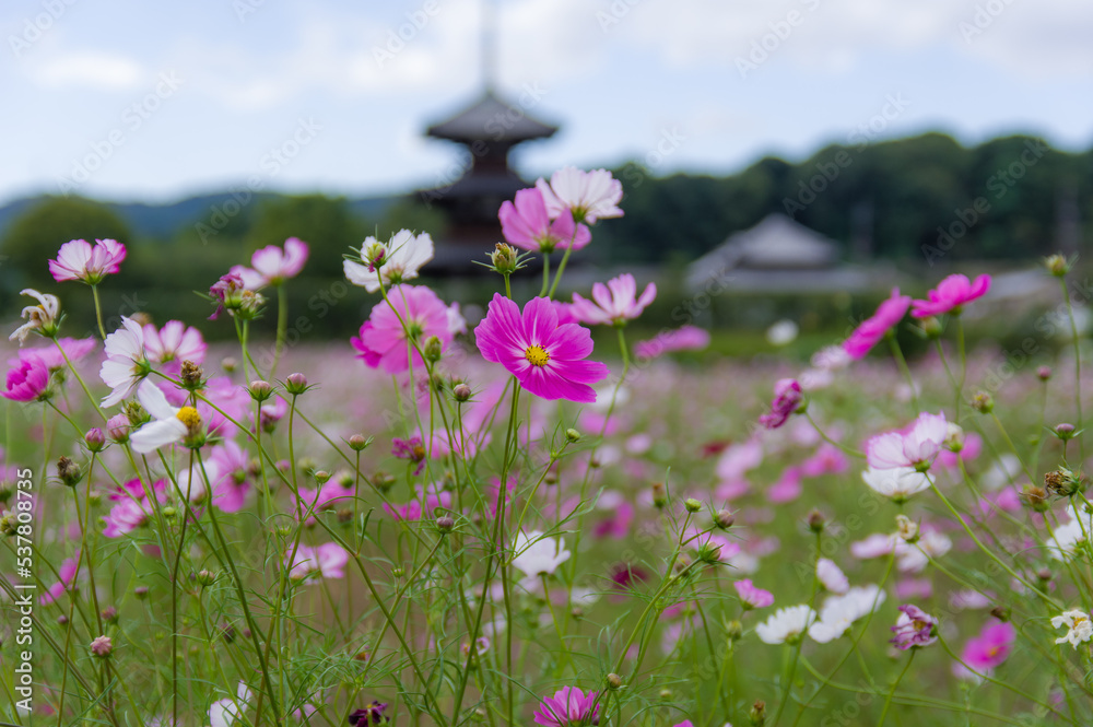 法起寺(奈良県斑鳩町)のコスモス