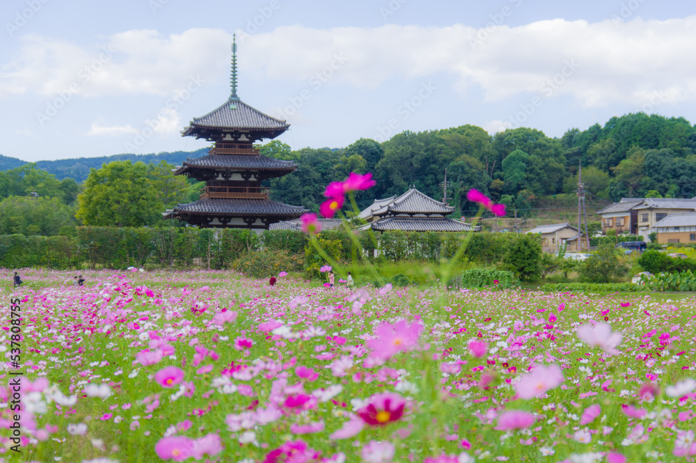 法起寺(奈良県斑鳩町)のコスモス