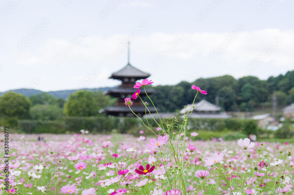 法起寺(奈良県斑鳩町)のコスモス