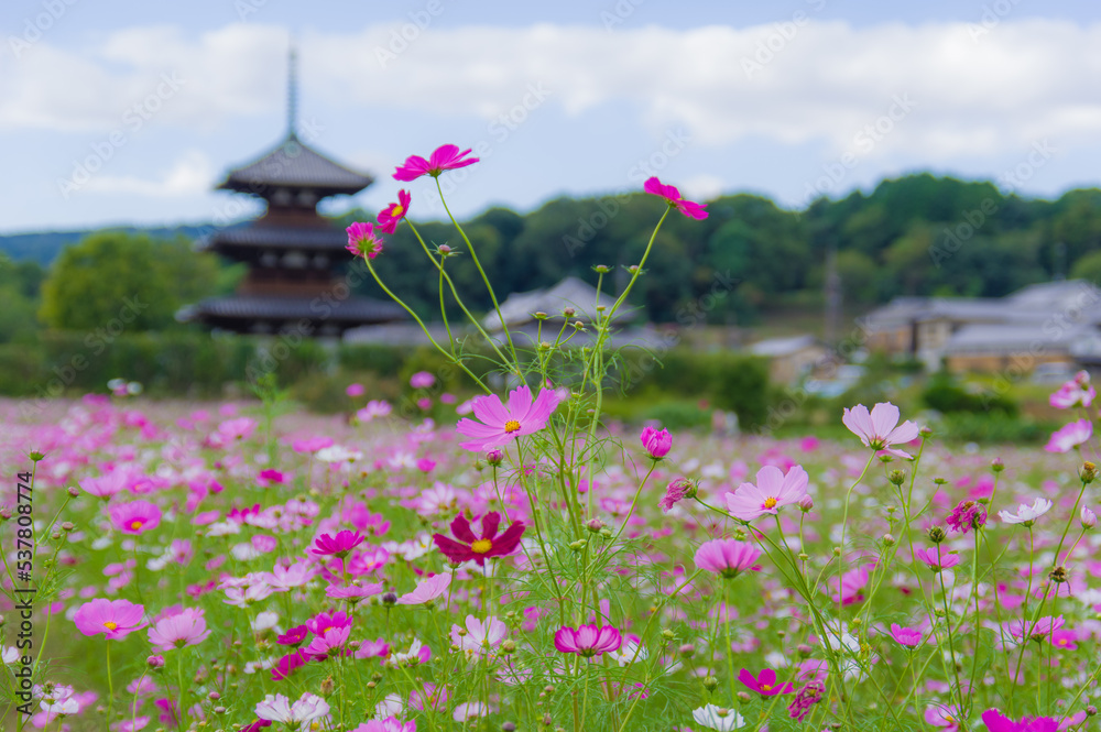 法起寺(奈良県斑鳩町)のコスモス