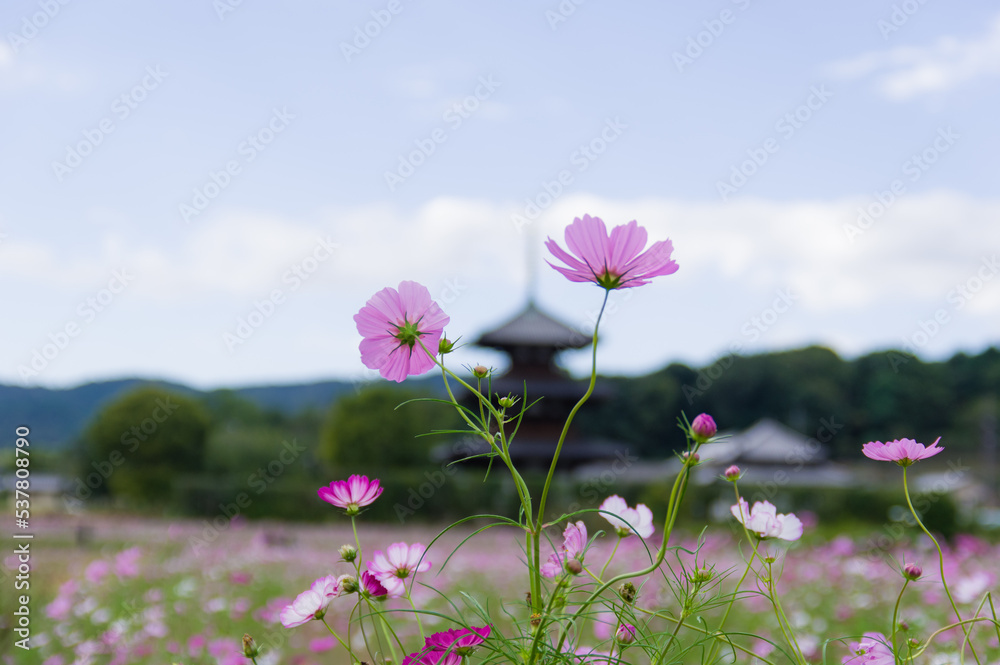 法起寺(奈良県斑鳩町)のコスモス