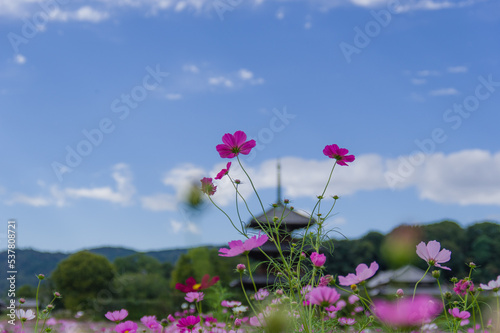 Obraz na płótnie 法起寺(奈良県斑鳩町)のコスモス w salonie