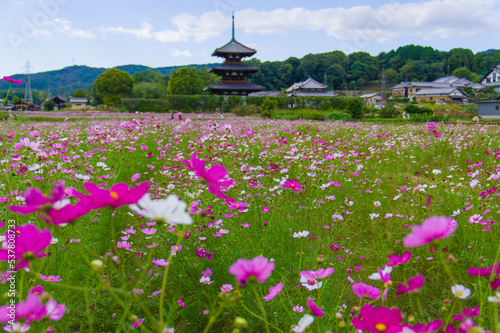 法起寺（奈良県斑鳩町）のコスモス