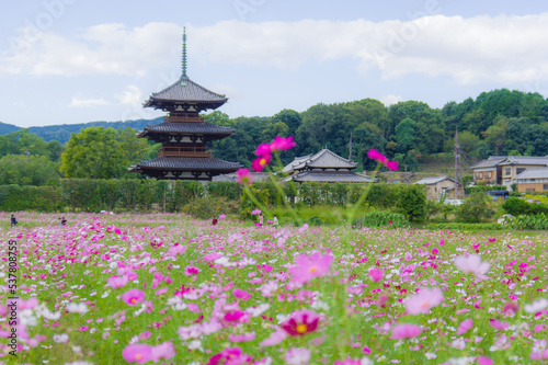 Obraz na płótnie 法起寺(奈良県斑鳩町)のコスモス w salonie