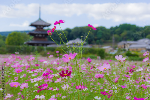 Obraz na płótnie 法起寺(奈良県斑鳩町)のコスモス w salonie