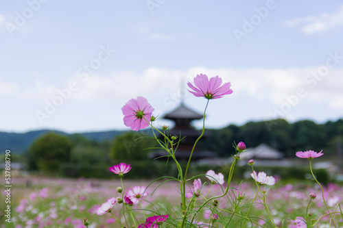 Obraz na płótnie 法起寺(奈良県斑鳩町)のコスモス w salonie