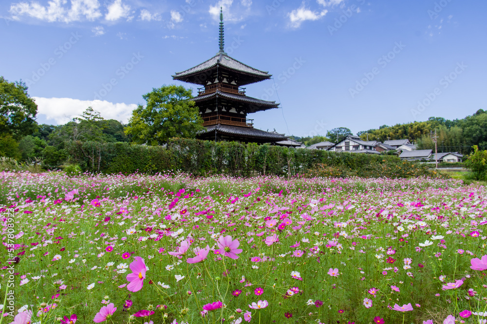 法起寺(奈良県斑鳩町)のコスモス