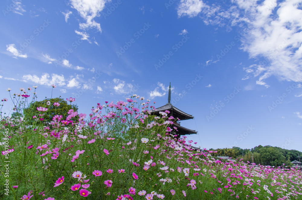 法起寺(奈良県斑鳩町)のコスモス